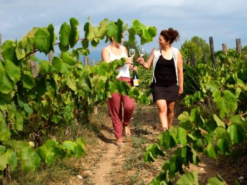 A path between the vineyards at Albet i Noya (provisional photo from the winery)