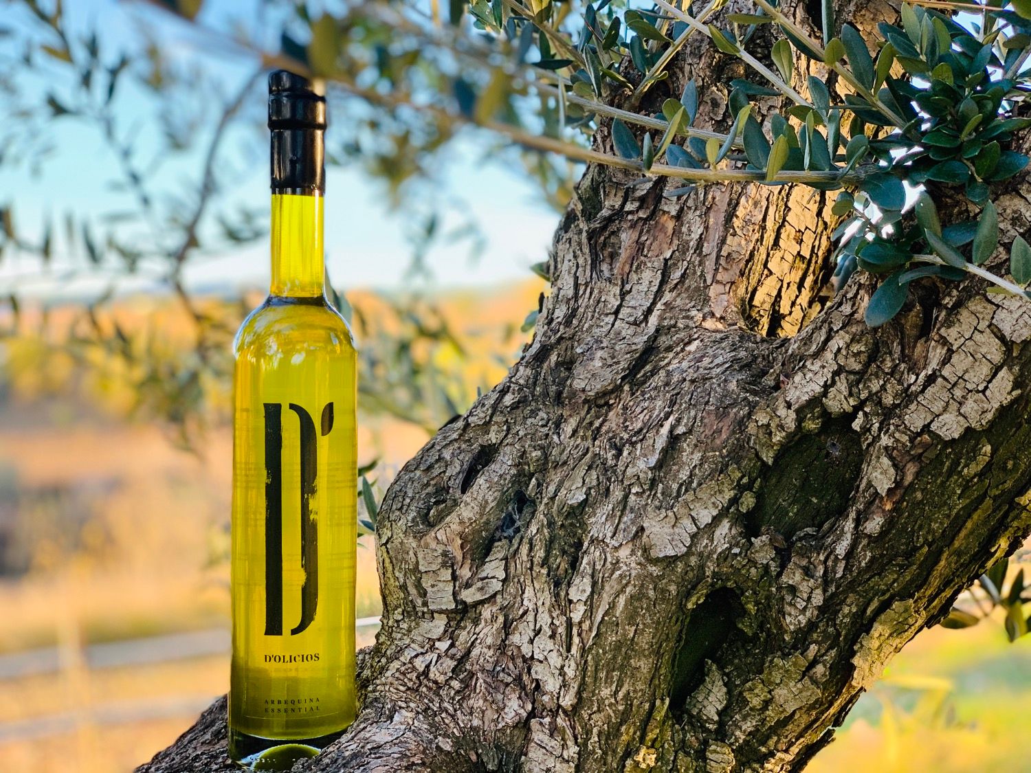 Bottle of D'Oliciós arbequina olive oil resting against an olive trunk