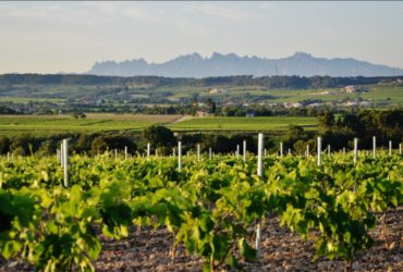 La Torre del Gall vineyard with Montserrat in the distance